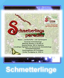 Schmettterlinge in &Ouml;sterreich