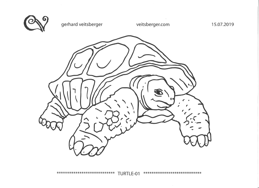 Turtle Gerhard Veitsberger